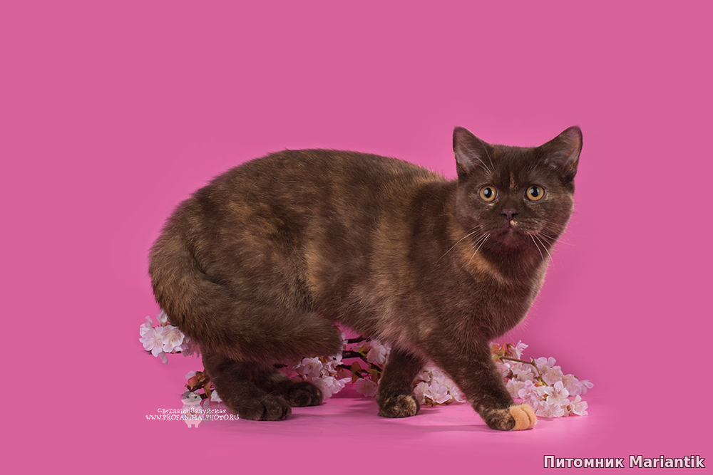 британская короткошерстная кошка окраса шоколадная черепаха питомник Mariantik