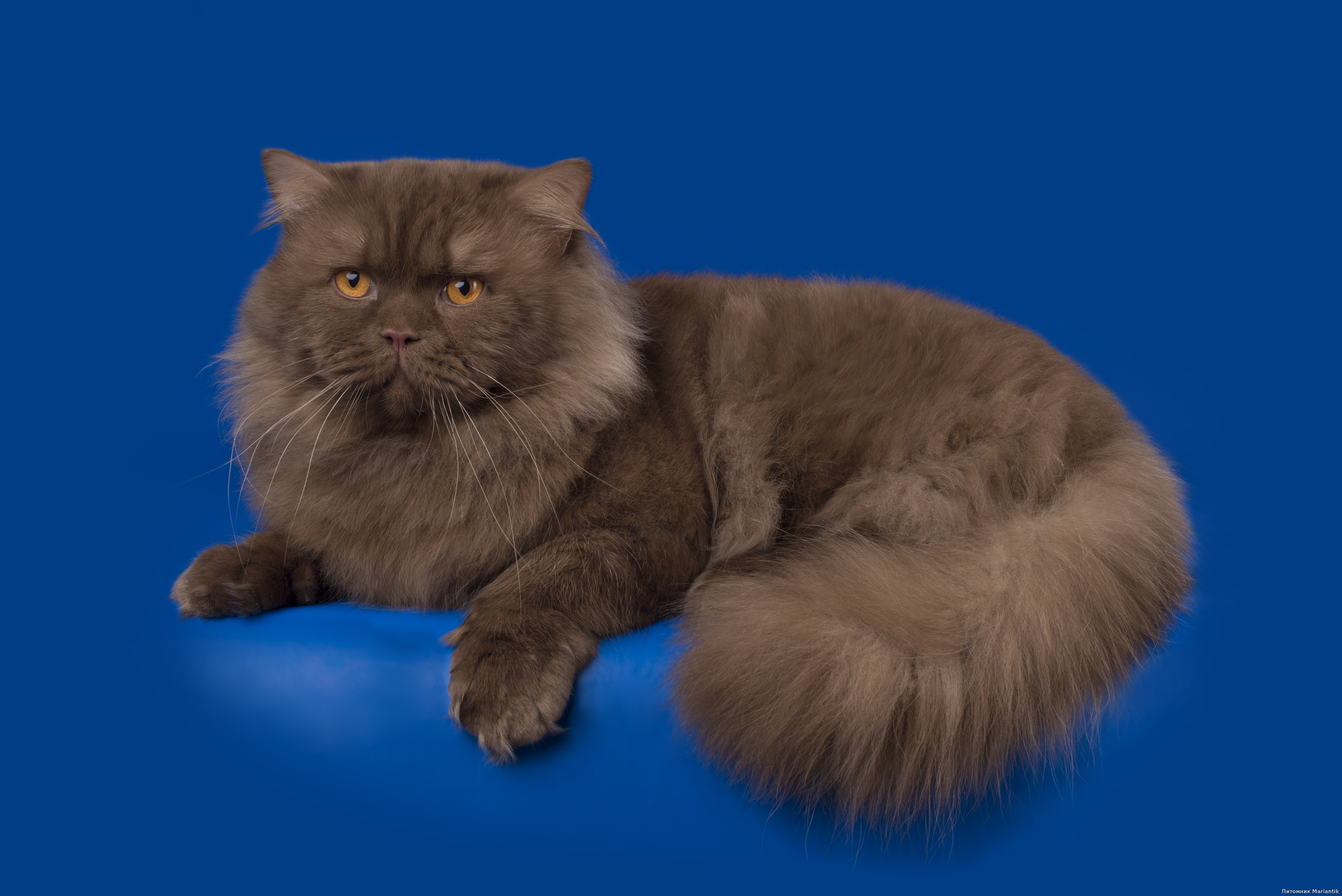 британский длинношерстный кот окраса циннамон питомник Mariantik