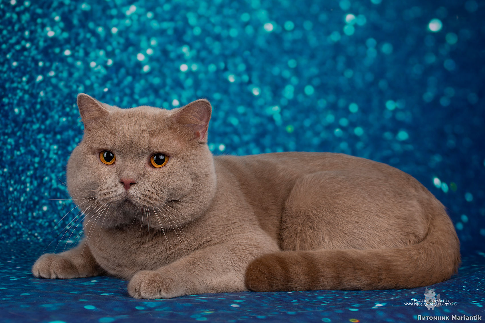 британский короткошерстный кот окраса фавн питомник Mariantik